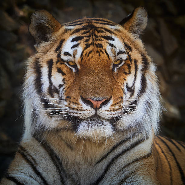 close up photo of a tiger face with very detailed hairs