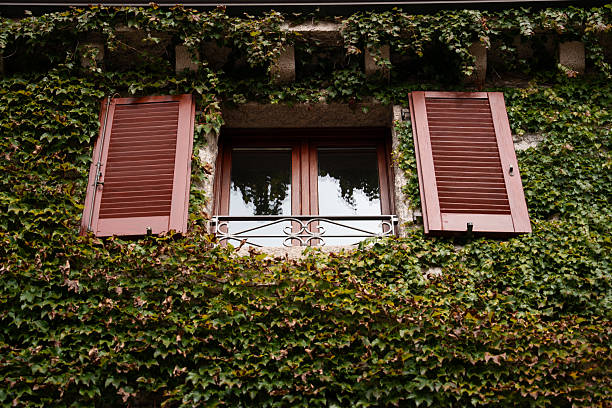 Charming window framed by lush green ivy on a rustic stone facade