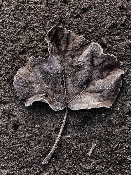 a frozen poplar leaf lying on the ground and covered with frost