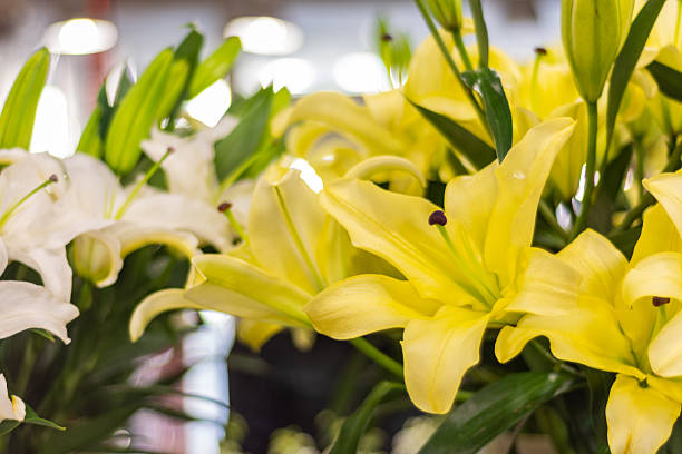 large soft pink lily flowers with pistils and stamens, blurred background, space for text