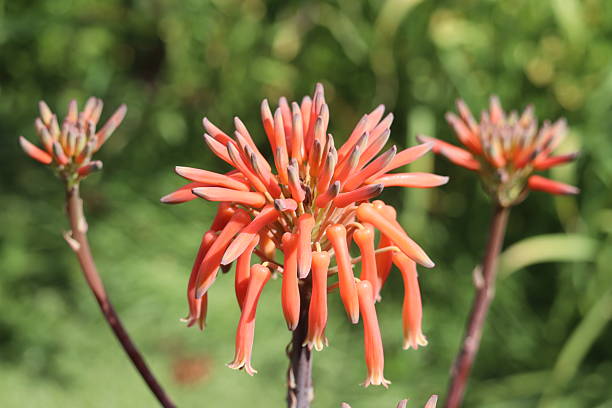 Close-up of Soap Aloe (Aloe maculata) displaying vibrant orange tubular flowers in full bloom. A drought-tolerant succulent plant commonly used in landscaping and known for its medicinal and ornamental value.