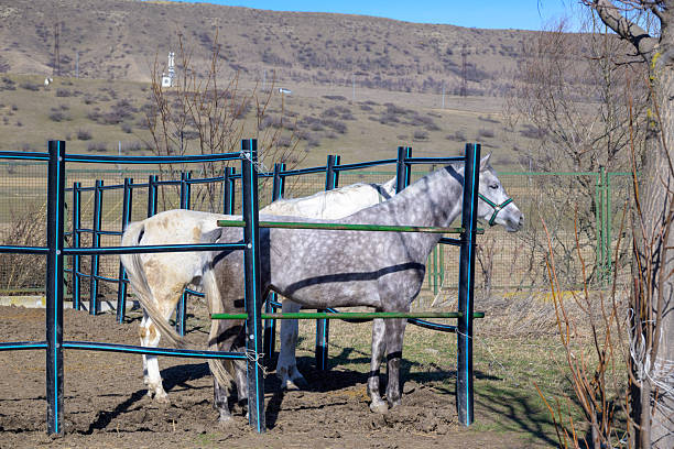 Two horses standing in a round-pen corral on a sunny rural ranch, with dry hills and sparse trees in the background.