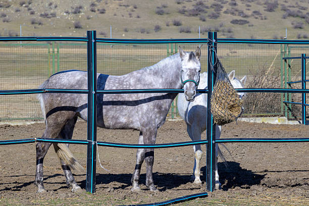 Two gray horses standing in a metal paddock fence near a hay net, rural ranch setting with dry ground and pasture background.