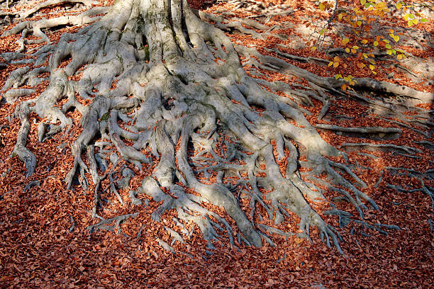 Exposed Tree Roots Sprawling Over Leaf Strewn Forest Floor, Thick Network Of Gnarled Wood, Moss Patches