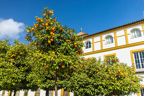 Orange trees in Seville
