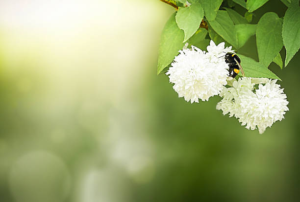 Bumblebee collecting pollen on delicate white spring flowers against soft green background with copy space. Pollination, biodiversity, eco friendly and nature conservation concept.