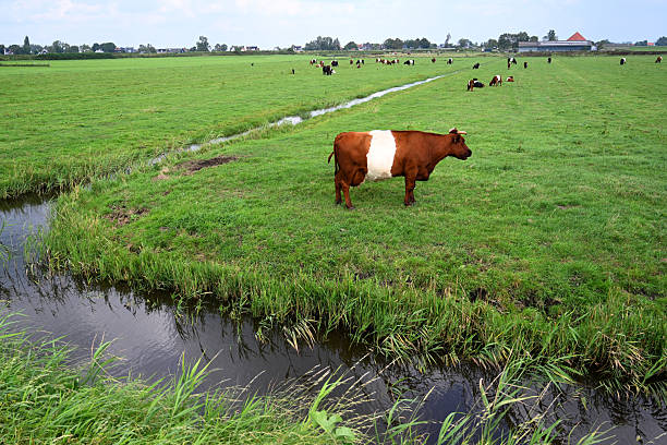 Four sheep are grazing green grass in a rural field next to a canal with traditional houses in the background
