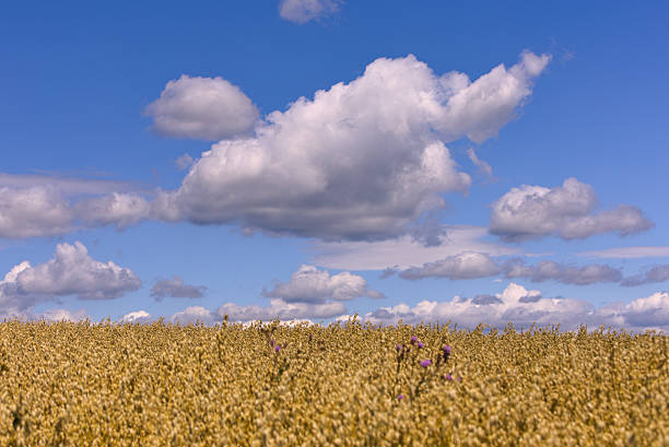 Golden grain field stretching to the horizon under a vivid blue sky filled with dramatic white cumulus clouds. Bright summer countryside landscape with wide copy space, symbolizing abundance, agriculture, growth, prosperity and natural beauty. Minimal, clean composition ideal for farming, food industry, sustainability and seasonal themes.