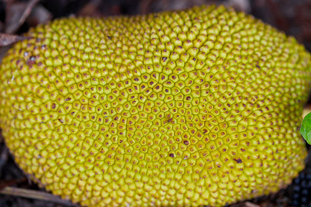 Close-up of Jackfruit Skin Texture