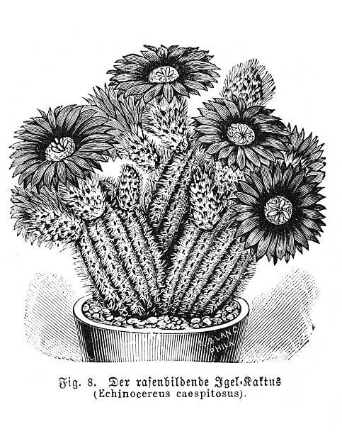 A detailed black and white illustration from the late 19th century, showcasing an Echinocereus caespitosus cactus planted in a pot. The artwork, reminiscent of botanical studies from the 1880s, captures the intricate details of the cactus's form and the texture of the pot. The illustration is a fine example of historical botanical engraving.