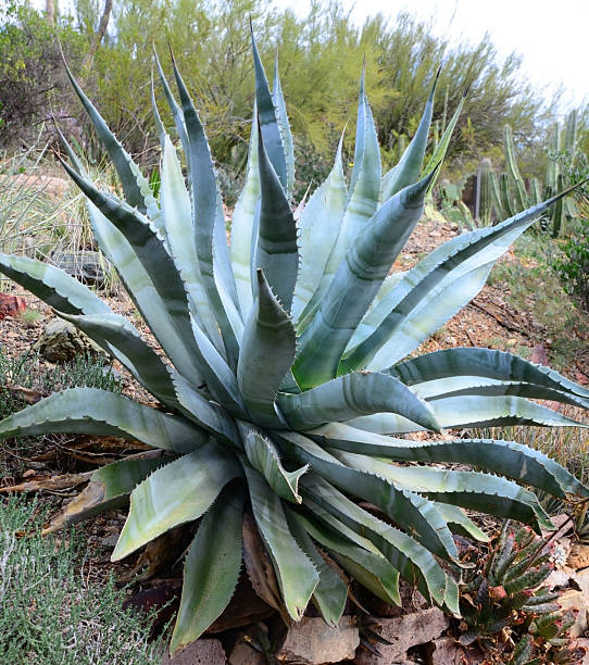 A spiky blue agave (American aloe) plant against a vibrant orange background. Copy space available above the plant. Concepts: teamwork, unity, working together, togetherness, sharp, sharp team.