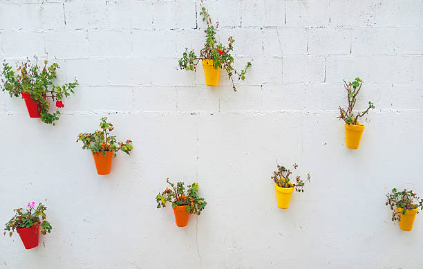 Geranium flower pots hanging from a white wall . Front view. Decoration.