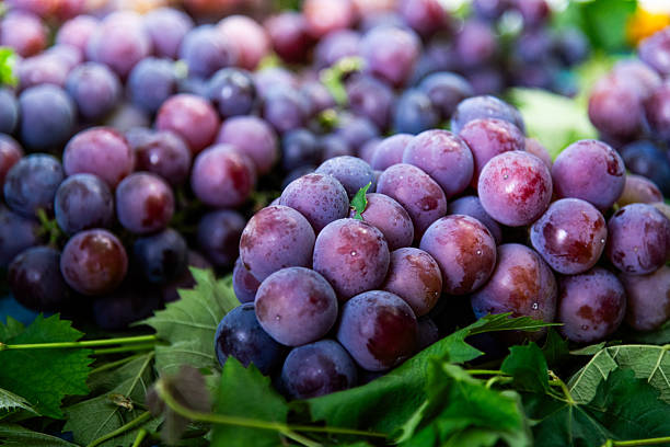 The Grape vineyards in a typical winery in Casabralanca valley, Chile