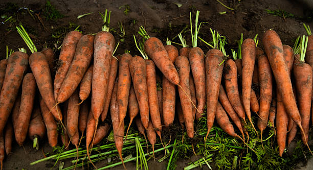 Homegrown fresh garden carrots with dirt on the ground