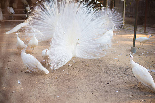 white peacock with open tail