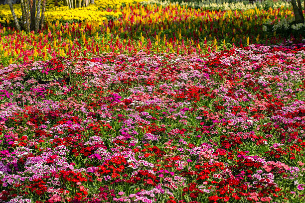Flower garden at Khao Yai, Korat, Thailand.