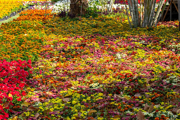 Beautiful Chrysanthemum plants and Dusty Miller in an autumn garden