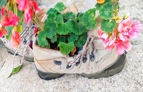 Geranium plants growing inside of old broken hiking boots. Recycling flower pots seen along \