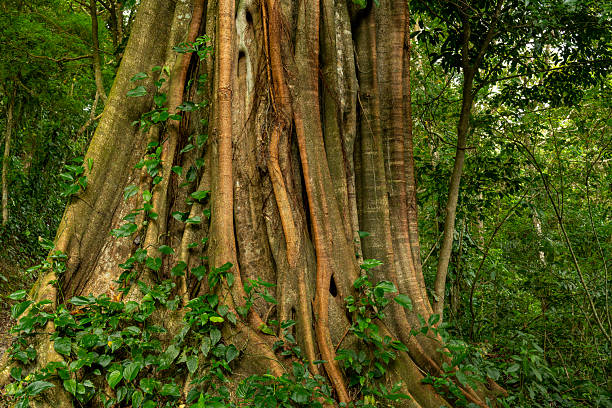 Massive strangler fig tree with dramatic aerial roots growing in the tropical rainforest of Baru National Park. Ancient jungle tree trunk surrounded by lush green vegetation. Concept of biodiversity, conservation, climate change and ecotourism, Boquete, Panama,  Central America - stock photo