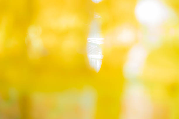 Abstract yellow bokeh background with bright sunlight. Soft focus blurred golden light circles for nature, summer, spring backdrop. Clean aesthetic design for presentation, wallpaper or banner