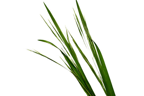 Single green lily leaf isolated on white background Floral leaves nature Young leaves of flowers Grass Spring time Young bush of grass greens