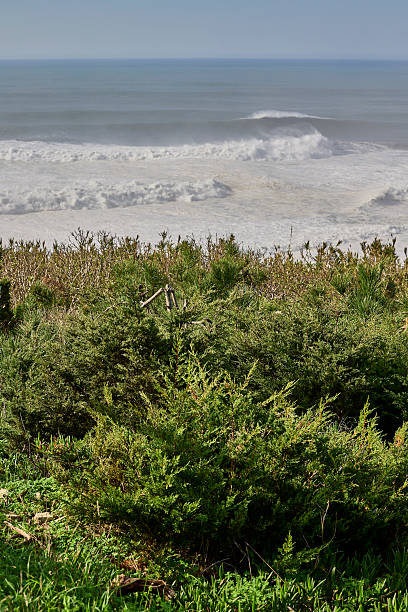 Ocean waves seen from coastal cliffs with green shrubs.