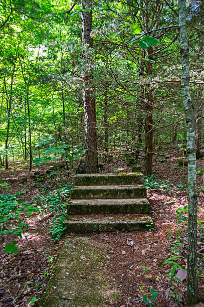 The area has become overgrown and nothing but four cement steps indicates that at one time in history and resident called this place home. Bokeh.