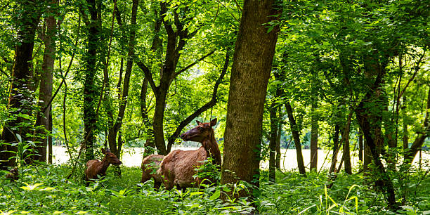 A momma cow elk keeps a keen eye out as her calf follows behind in a small tree filled area in Arkansas. Bokeh.