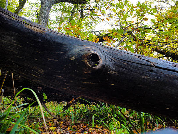 Close-up view of a fallen tree log resting on the forest floor surrounded by grasses, autumn leaves and overhanging branches, conveying texture, decay, quiet, and the natural woodland atmosphere