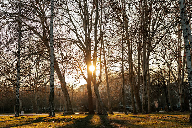 Warm golden sunlight shining between tall leafless trees in a quiet park during autumn. Long shadows stretch across the grass as the sun sets low on the horizon, creating a peaceful and atmospheric outdoor landscape.