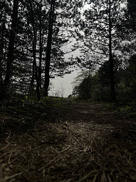 A dramatic vertical shot taken from the ground level of a forest trail. The foreground is covered in a thick carpet of brown pine needles in shadow, leading the eye towards dark silhouetted trees that frame a bright, misty sky. The composition creates a sense of mystery and a journey into the unknown.
