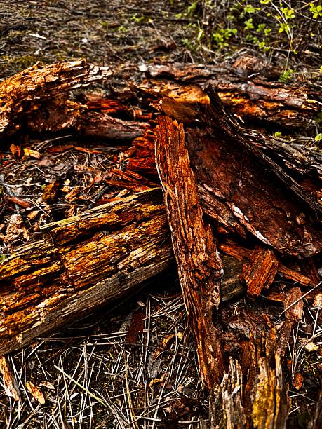 A dramatic close-up of decomposing tree bark with vibrant orange and reddish-brown hues. The intricate, splintered texture of the wood is captured in high detail against a bed of dry pine needles and forest debris, illustrating the natural process of decay.