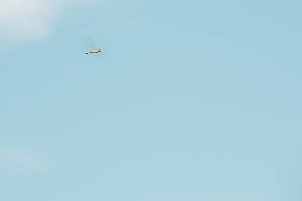 Dragonfly and the blue sky for copy space.