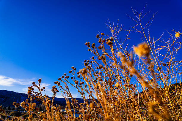 A tall dandelion grows from cracked, dry soil.