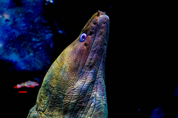 A Moray eel at Michin Aquarium