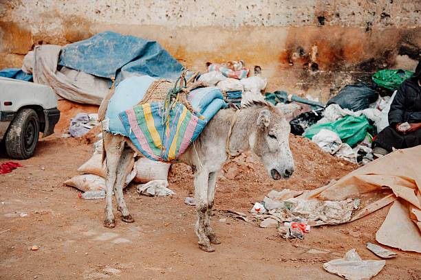 loading donkey on the street with things in a big basket