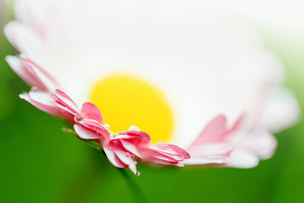 Macro shot with soft selective focus of a delicate pink-white daisy with sparkling dew on its petals