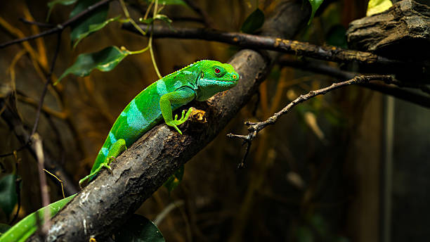 View of a green-banded iguana in the Amazon rainforest