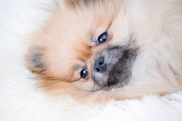A small Pameranian Spitz is lying on the .