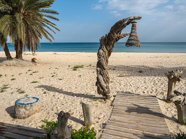 Seascape. A beautiful view of the Mediterranean coast with birch water, a beach with white sand and a green palm tree. Djerba Island, Tunisia