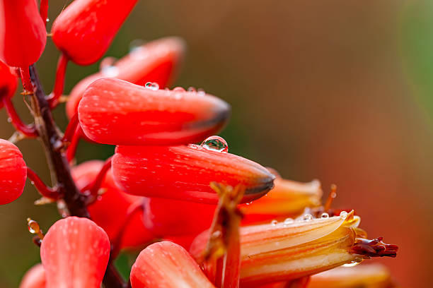 Close-up of an Aloe maculata flower cluster in Uganda during rainfall. Tubular red-orange blooms with visible stamens are covered in raindrops. Soft overcast light and shallow depth of field isolate the inflorescence against a green background.