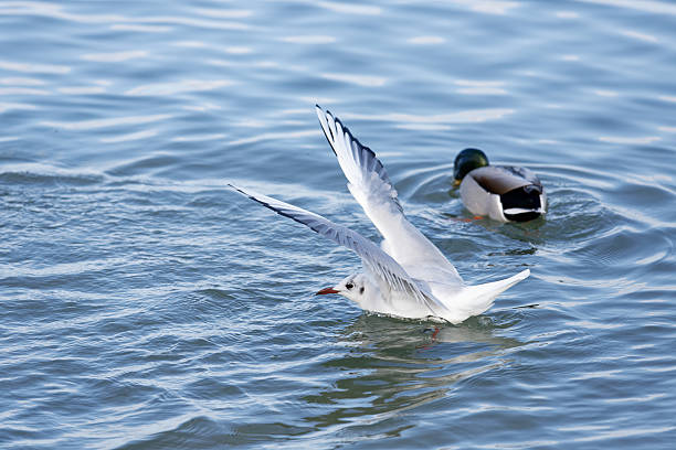 A seagull takes off from the water while a duck swims nearby.