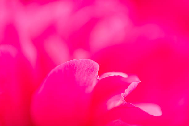 abstraction with pink peony petals