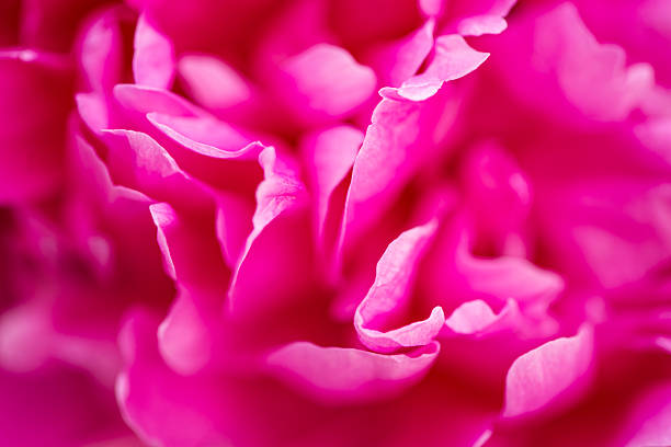abstraction with pink peony petals