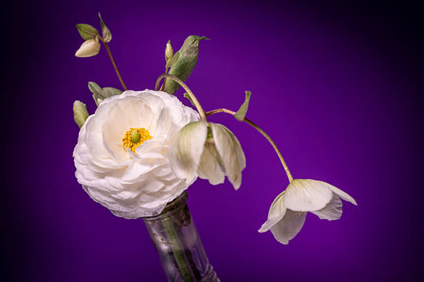 Ranunculus flower on purple background