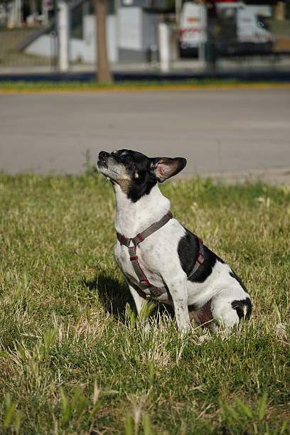 Cute dog outdoors