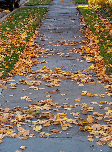 Orange and yellow autumn leaves cover a gray sidewalk flanked by green grass. The leaves create a colorful contrast against the concrete path, while the narrow grass strips provide a border. The scene captures the essence of fall with its vibrant foliage scattered unevenly across the walkway.