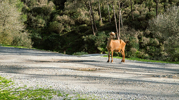 Solitary goat standing on a rural road bordered by dense vegetation, in natural surroundings near Tetouan, under soft natural light.