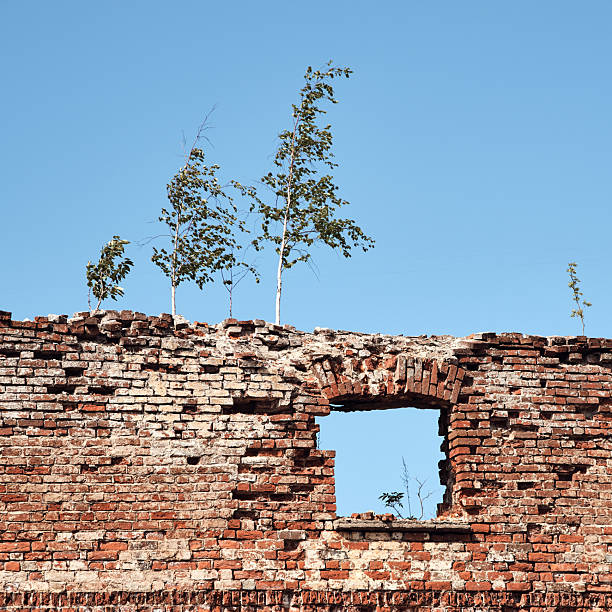 Ruined brick old red wall with window hole and trees on top in sunny day with half blue sky