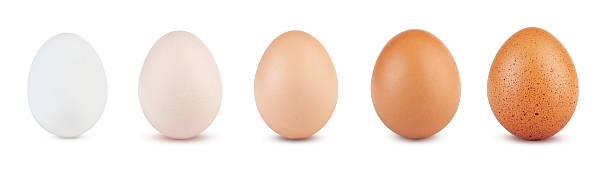 Beautifully retouched set of vertical eggs. Eggs in white, cream, sand, brown, and brown-piebald colors isolated on white